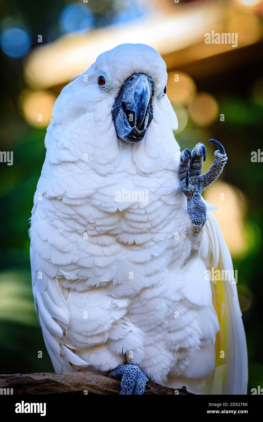 A cockatoo showing us his foot Stock Photo Alamy