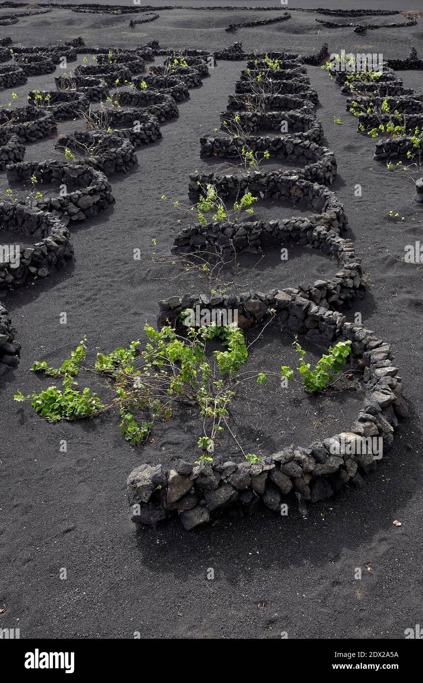 Grape vines grown on Lanzarote protected from wind by rock walls Stock Photo