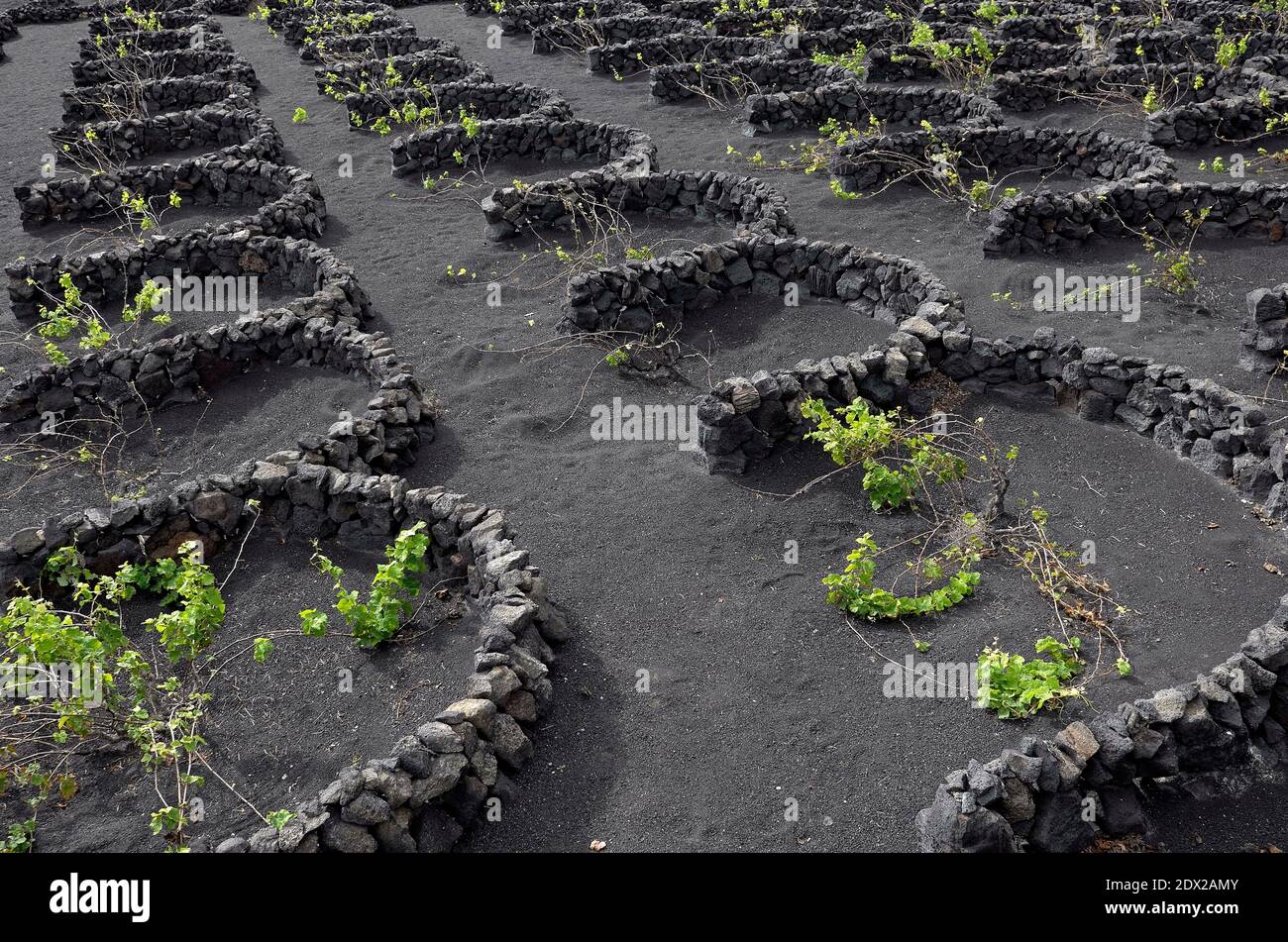 Lanzarote vines are grown within the shelter of walls made of volcanic rock to protect them from Atlantic winds Stock Photo