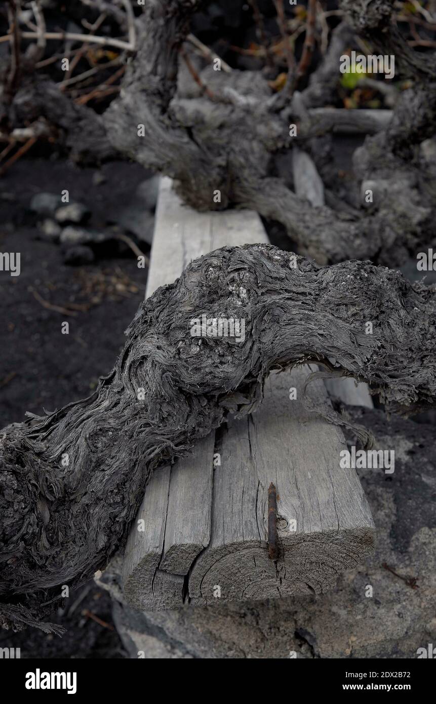 Trunks of old grape vines supported on a wooden frame Stock Photo