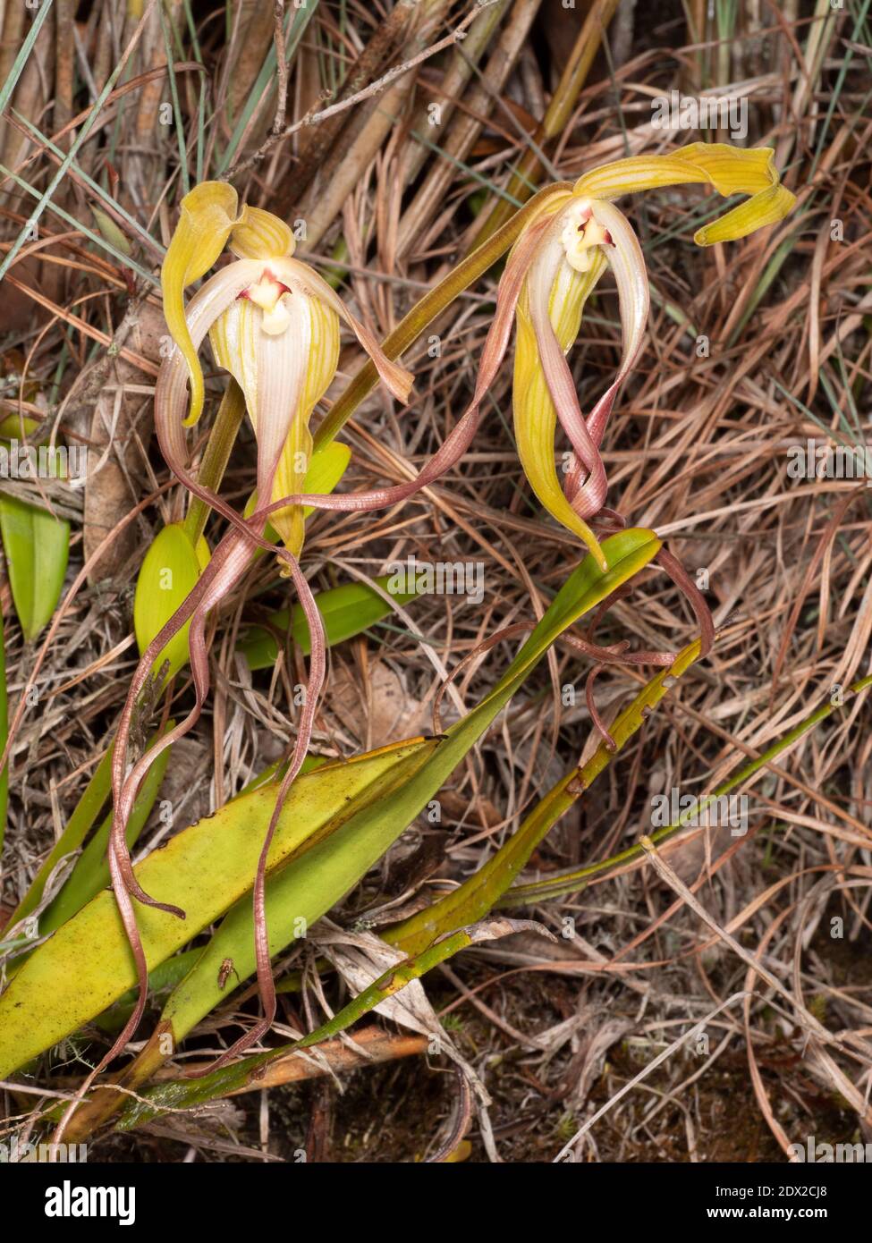 Slipper Orchid Phragmipedium lindenii flowering in the wild on the banks of Rio Verde Chico near Banos in the Ecuadorian Andes. Stock Photo