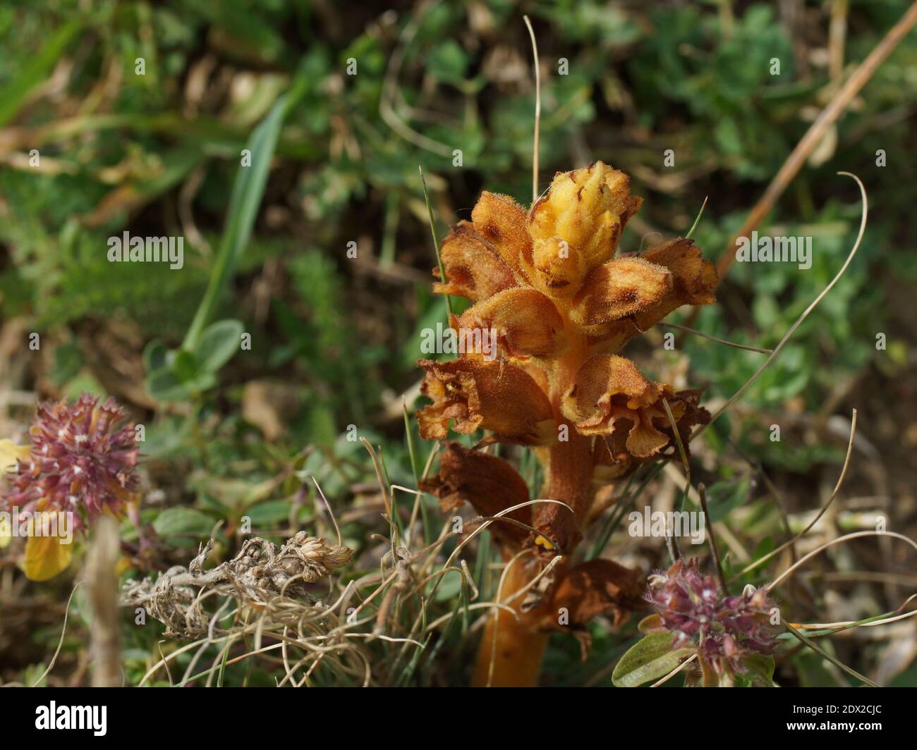 Orobanche alba ssp. xanthostigma, Orobanche raddeana parasitizes the Thymus nummularius. Pass Gumbashi,  Caucasus Mountains, Karachay-Cherkessia Stock Photo