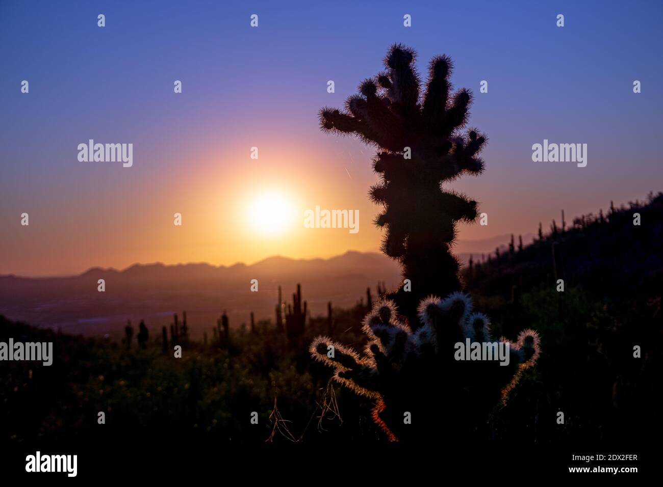 Silhouette Cholla Cactus Against Sky During Sunset Stock Photo