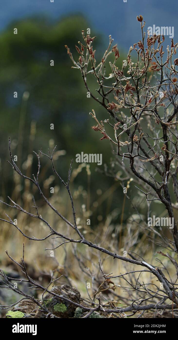 The contrast of a withered deciduous plant with it's branches opposite an evergreen pine tree at the background Stock Photo