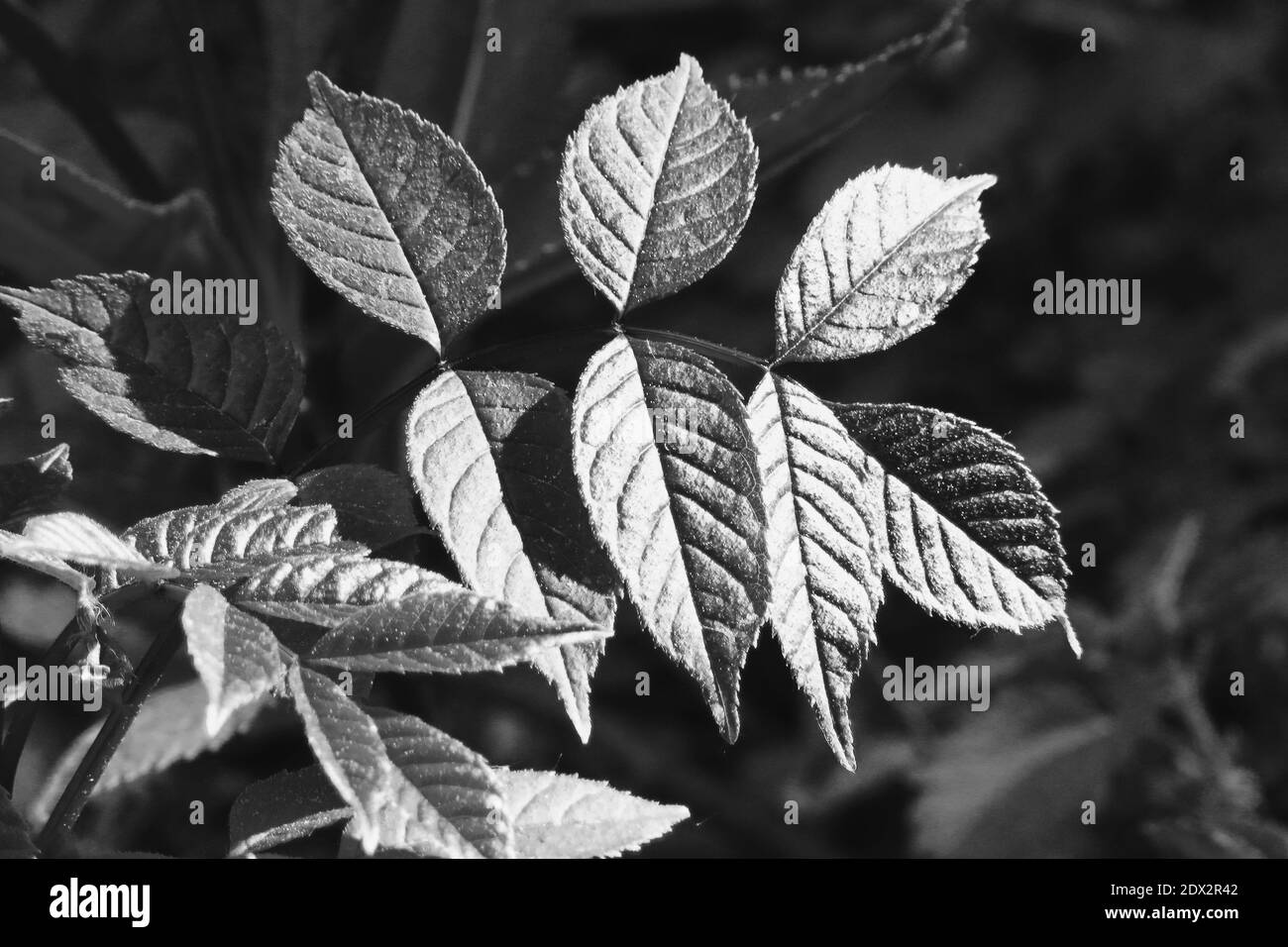 Close-up Of Dry Leaves Stock Photo