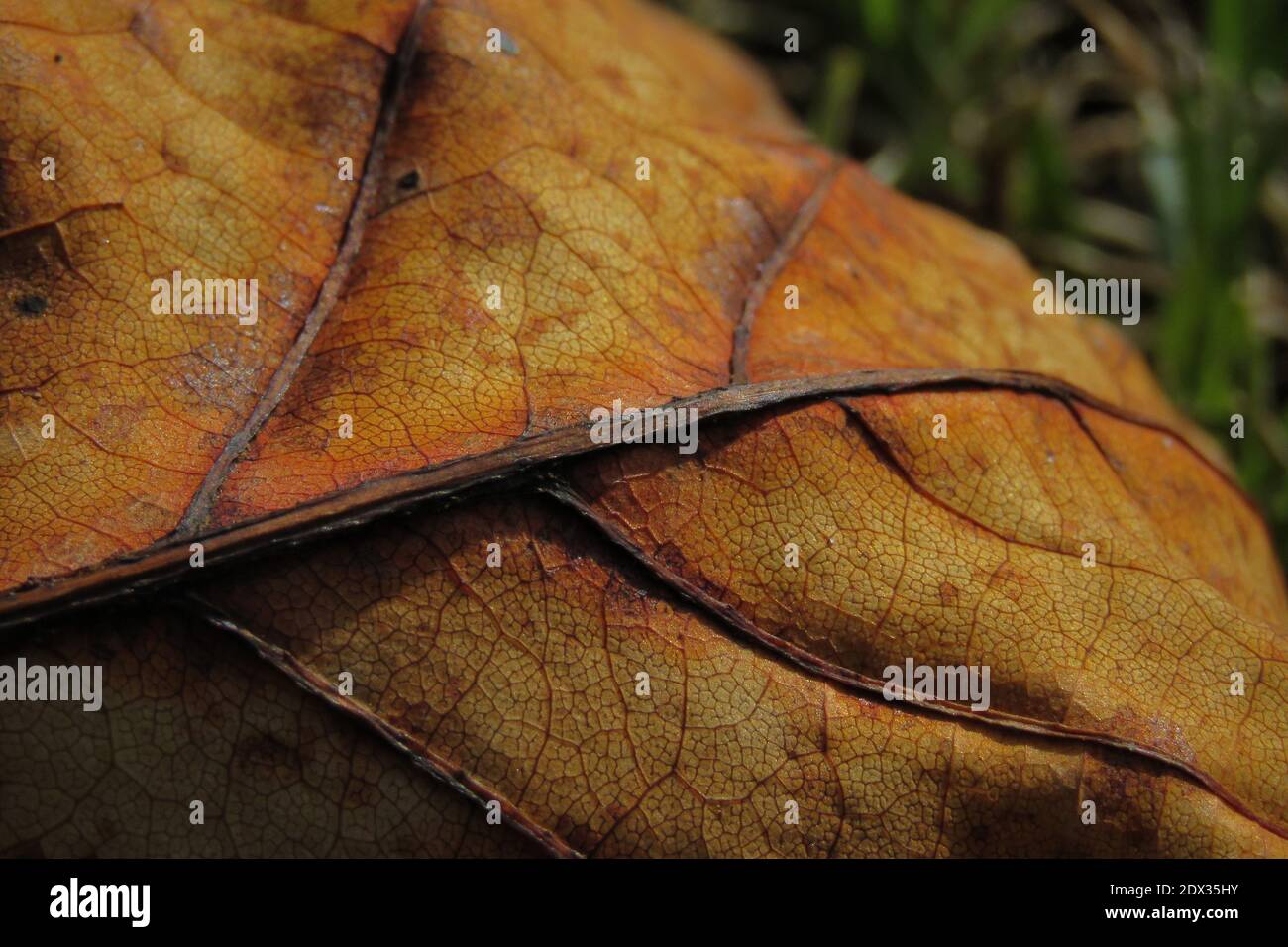 Close-up Of Dried Autumn Leaf Stock Photo