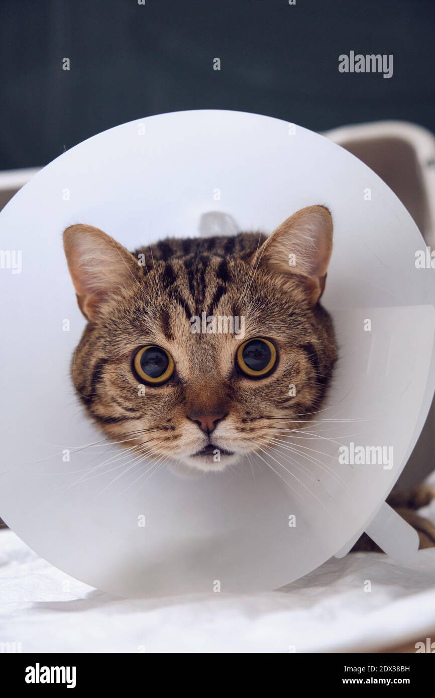 cat in the hospital with a funnel Stock Photo Alamy