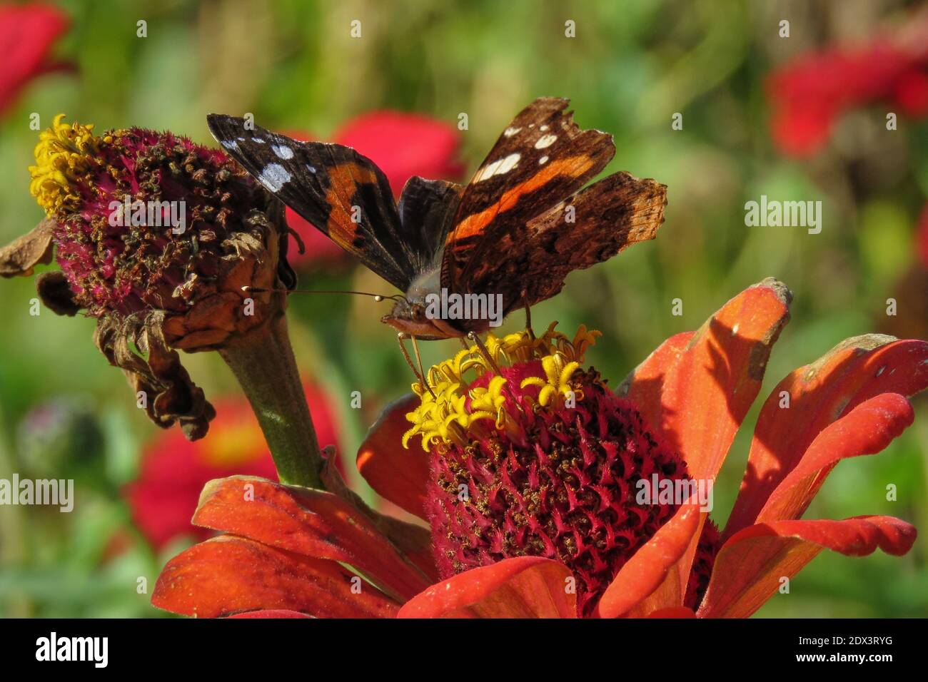 Close-up Of Butterfly Pollinating On Flower Stock Photo