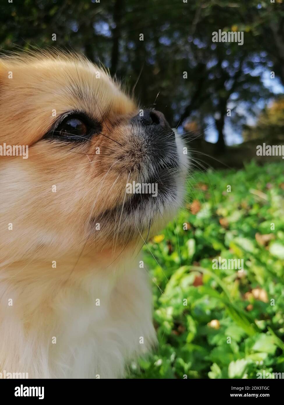 Close-up Of A Dog Looking Away Stock Photo