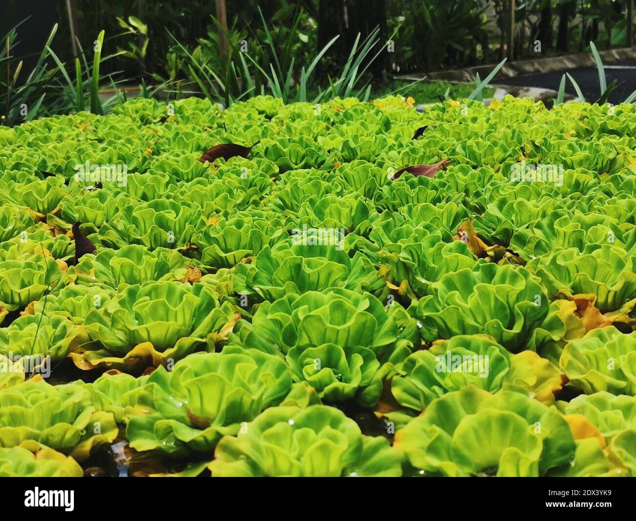 Floating artichoke hires stock photography and images Alamy