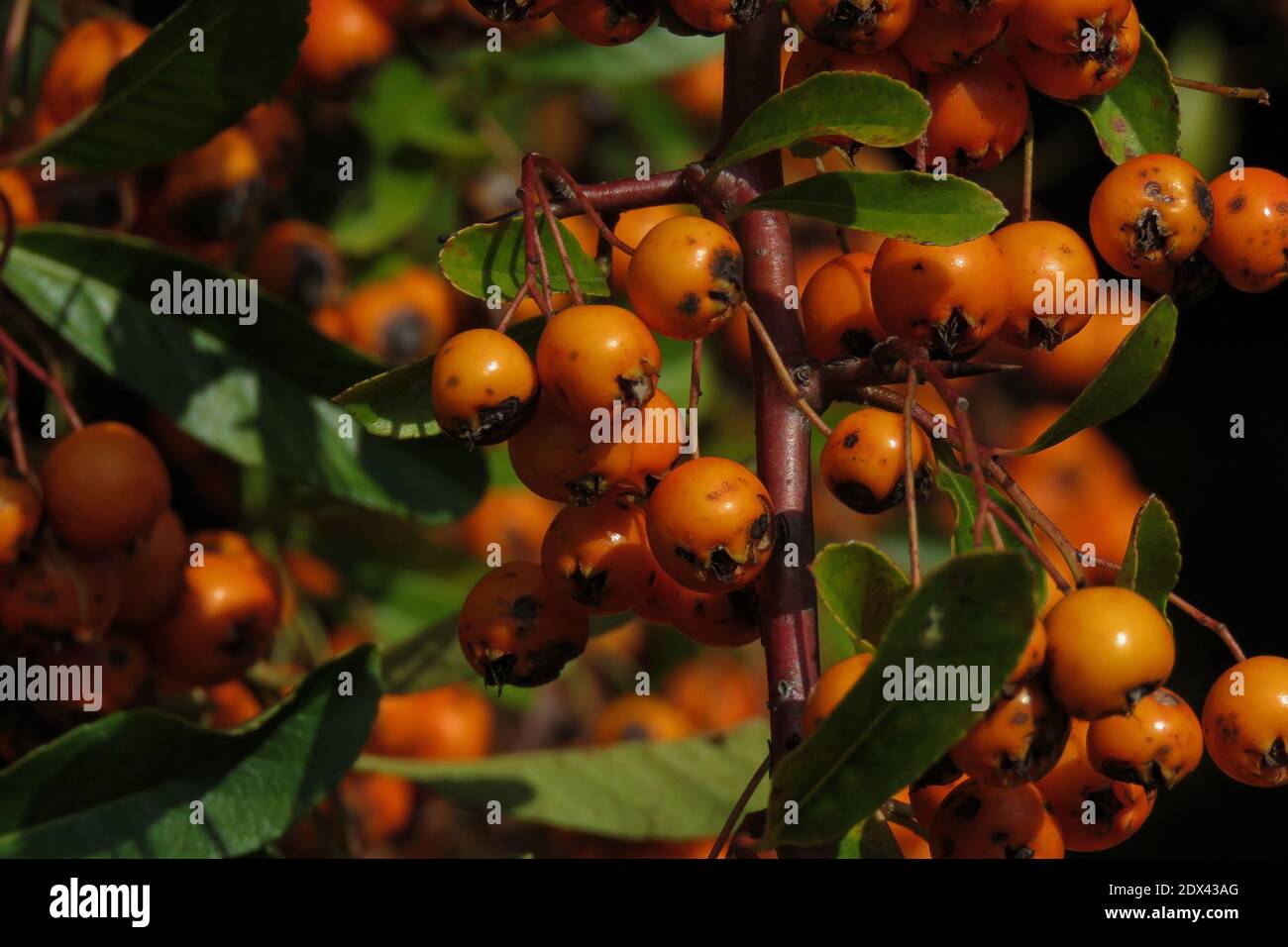 Close-up Of A Plant Full Of Fruits Stock Photo