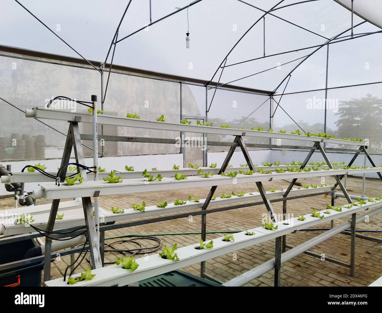 Plants Growing In Greenhouse Stock Photo Alamy