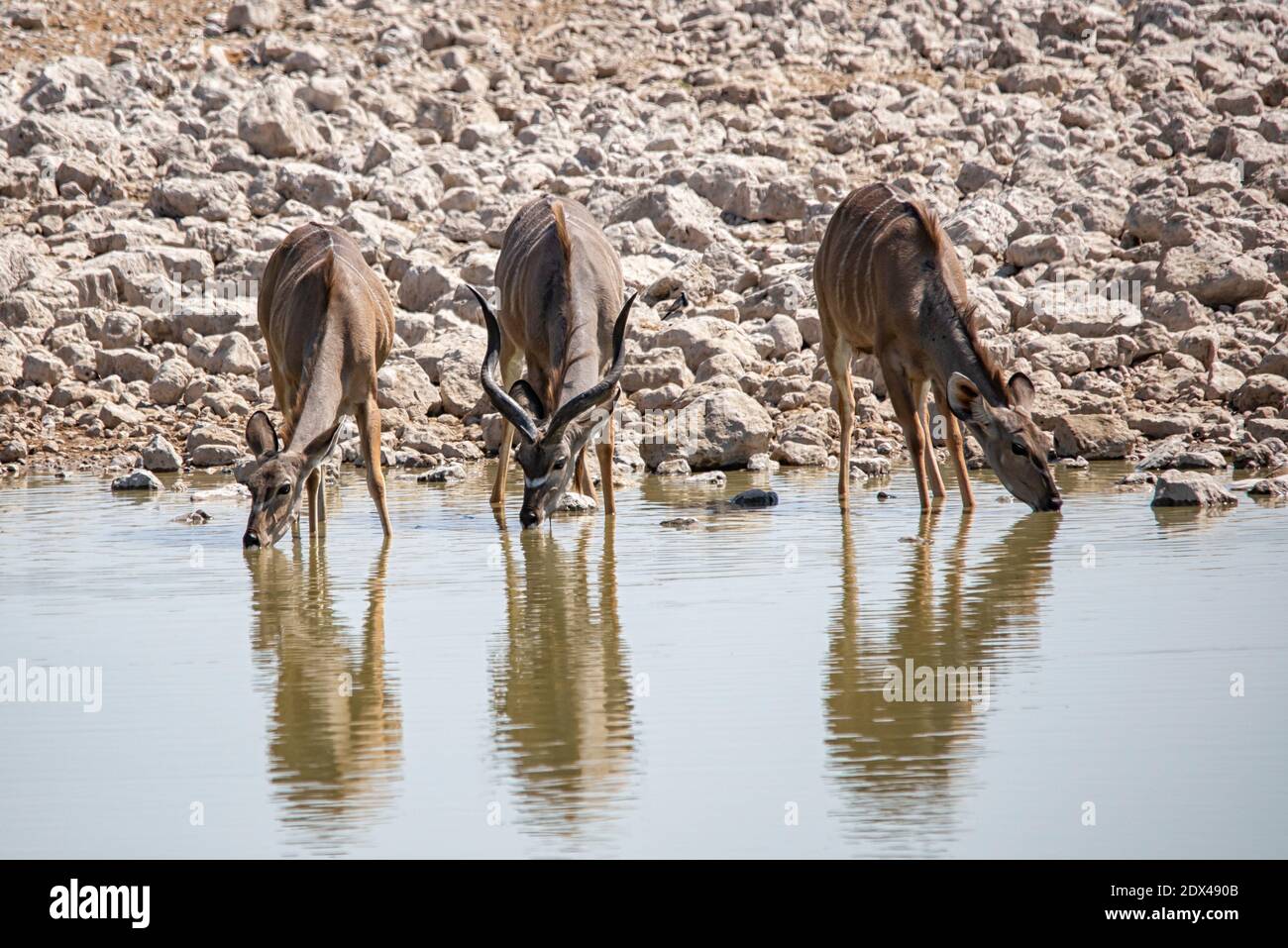 Antelopes drinking in a puddle in Namibia Stock Photo - Alamy