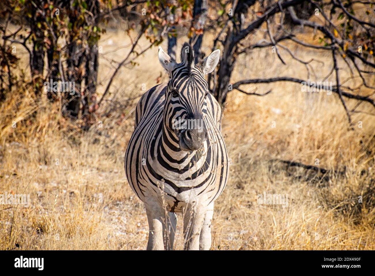 Zebra close up ngorongoro hi-res stock photography and images - Alamy