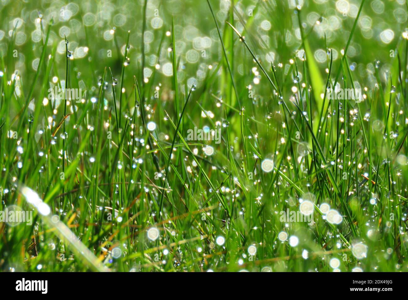 Full Frame Shot Of Wet Plants On Field Stock Photo