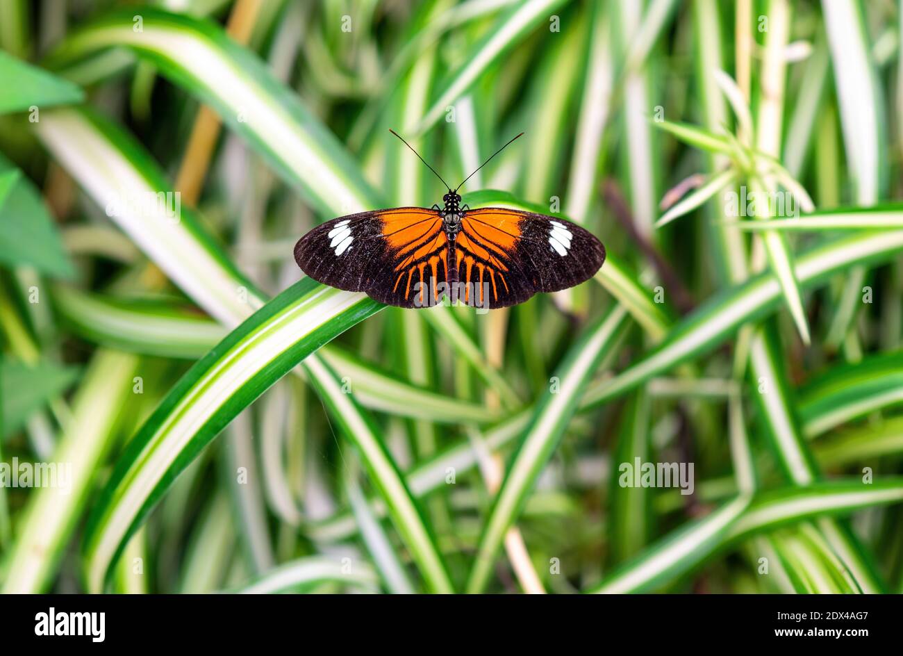 Crimson patched longwing butterfly (Heliconius Erato Latavitta) in Mindo, Ecuador. Stock Photo