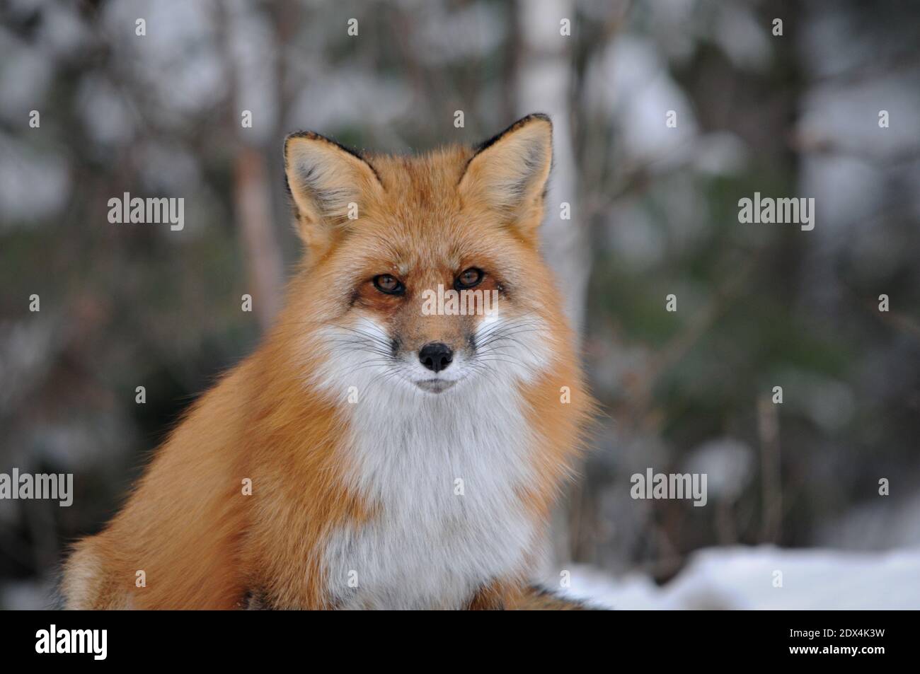 Red fox head shot close-up profile front view with blur background in