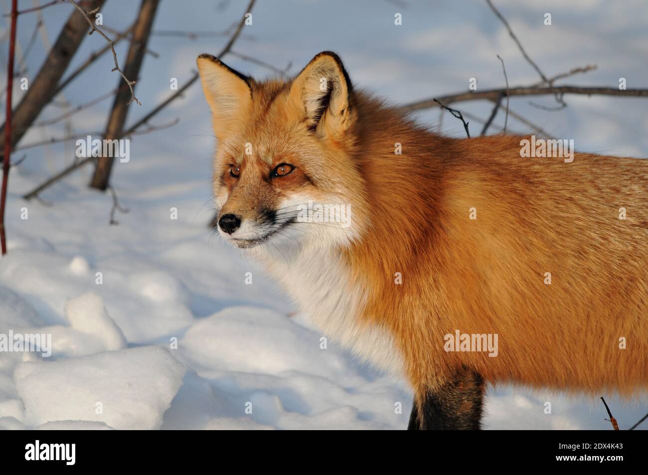 Red fox head shot close-up profile view looking to the left side in the winter season in its environment and habitat with snow background. Stock Photo