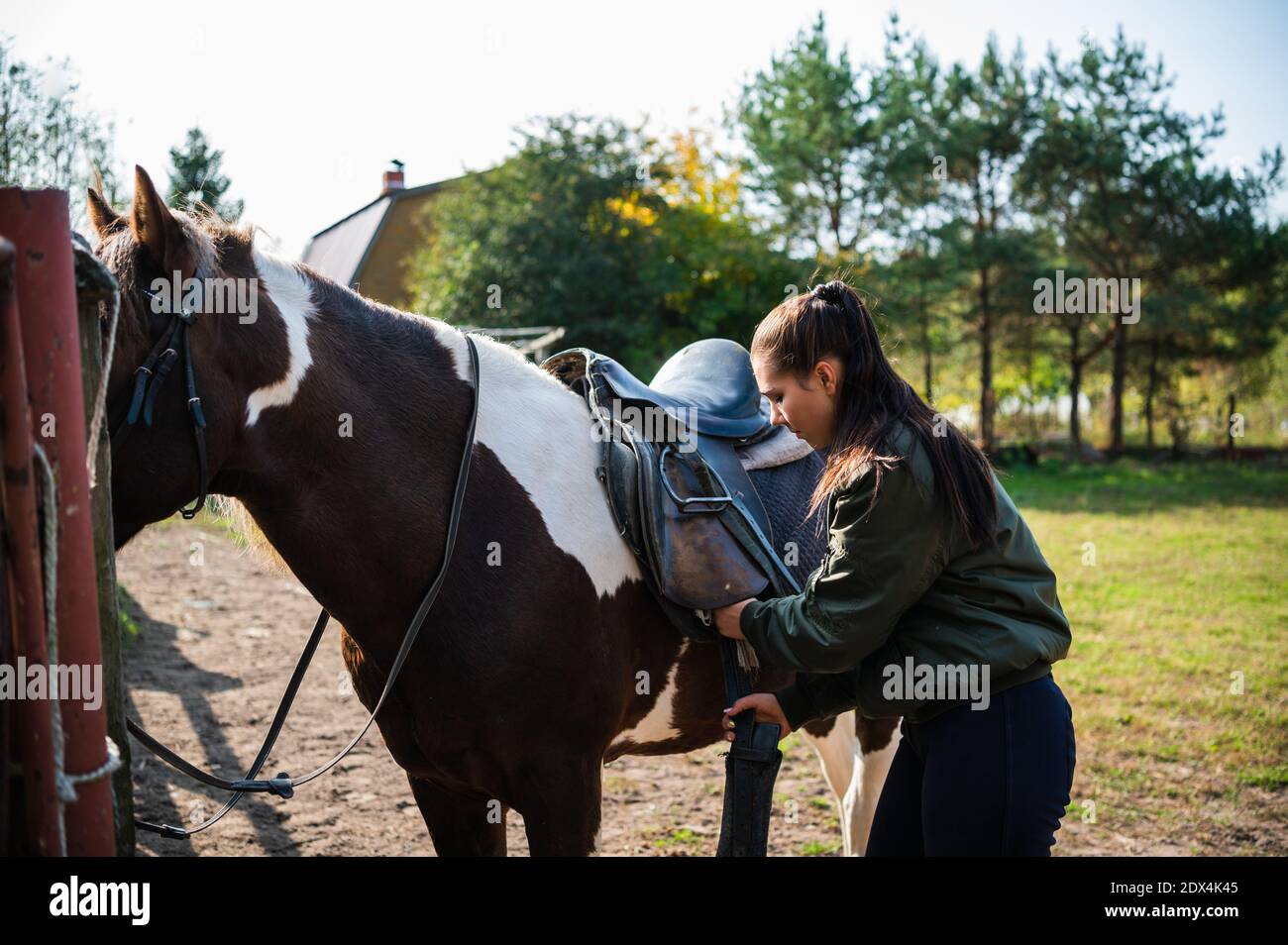 After a ride, the jockey unsaddles the horse next to the fence at the ranch. Stock Photo