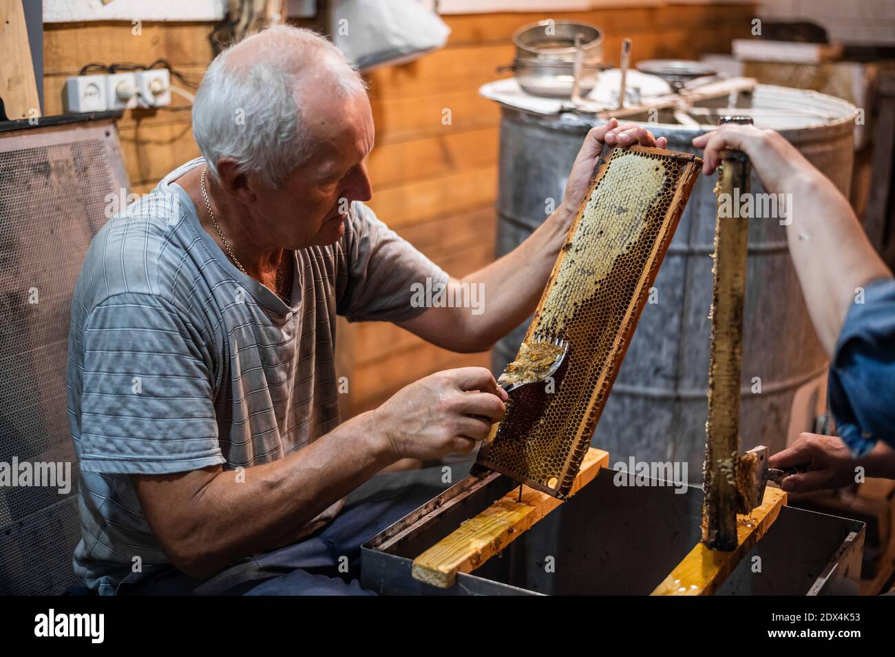 Close-up of beekeeper extracting honey from honeycomb with a scraper in apiary Stock Photo