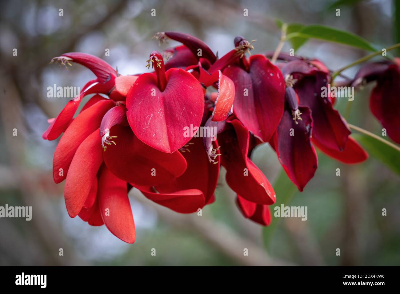 Ceibo Tree in Flower. National Flower of the Argentine Republic Stock Photo