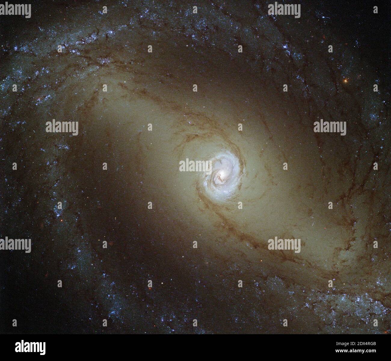 This view, captured by the NASA/ESA Hubble Space Telescope, shows a nearby spiral galaxy known as NGC 1433. At about 32 million light-years from Earth, it is a type of very active galaxy known as a Seyfert galaxy a classification that accounts for 10% of all galaxies. They have very bright, luminous centres comparable to that of our galaxy, the Milky Way. Galaxy cores are of great interest to astronomers. The centres of most, if not all, galaxies are thought to contain a supermassive black hole, surrounded by a disc of infalling material. NGC 1433 is being studied as part of a survey of 50 nea Stock Photo