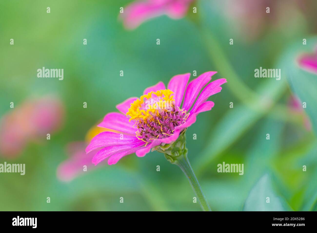 Close-up Of Pink Flower Stock Photo