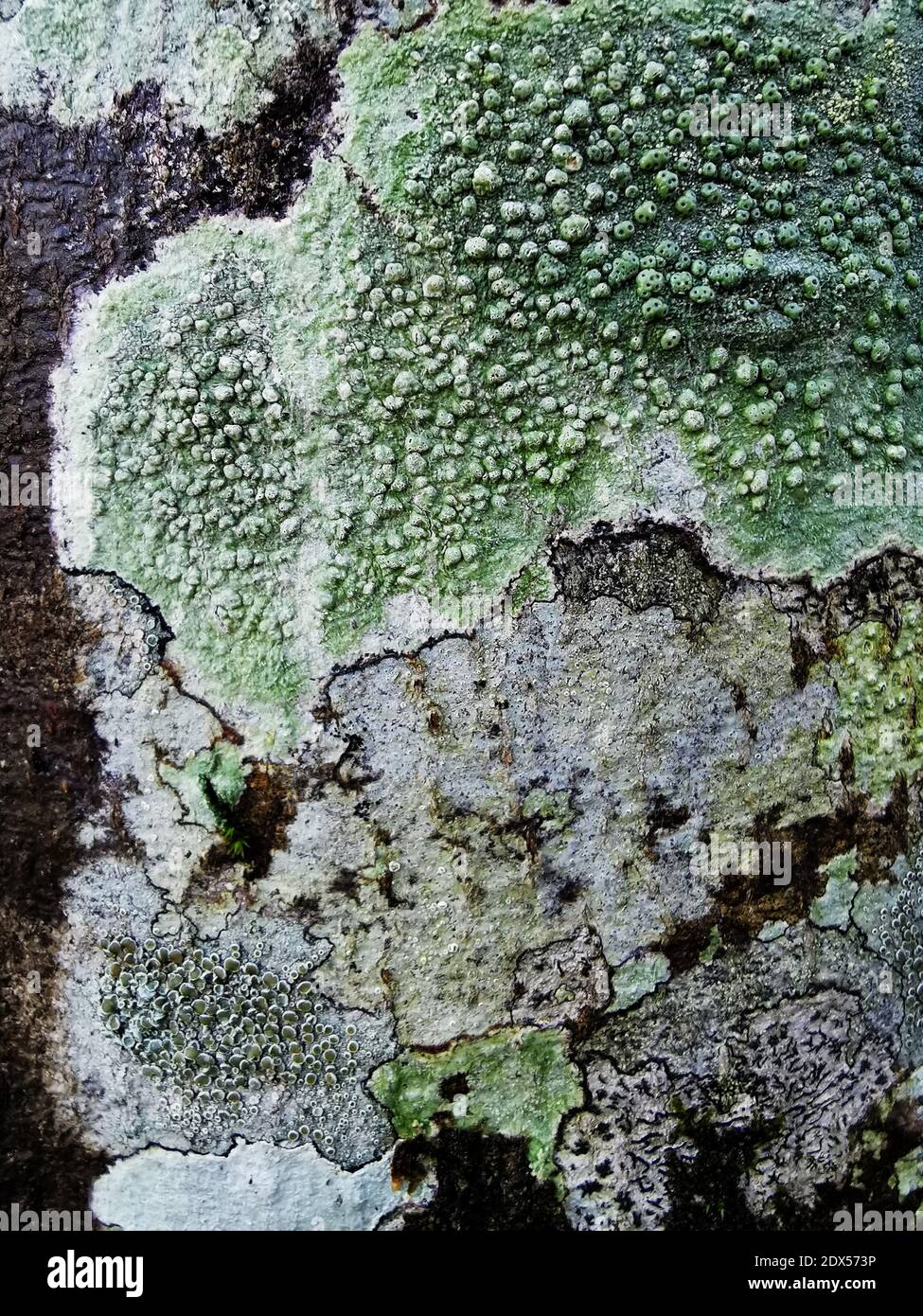A vertical shot of Pertusaria lichens on the tree surface Stock Photo