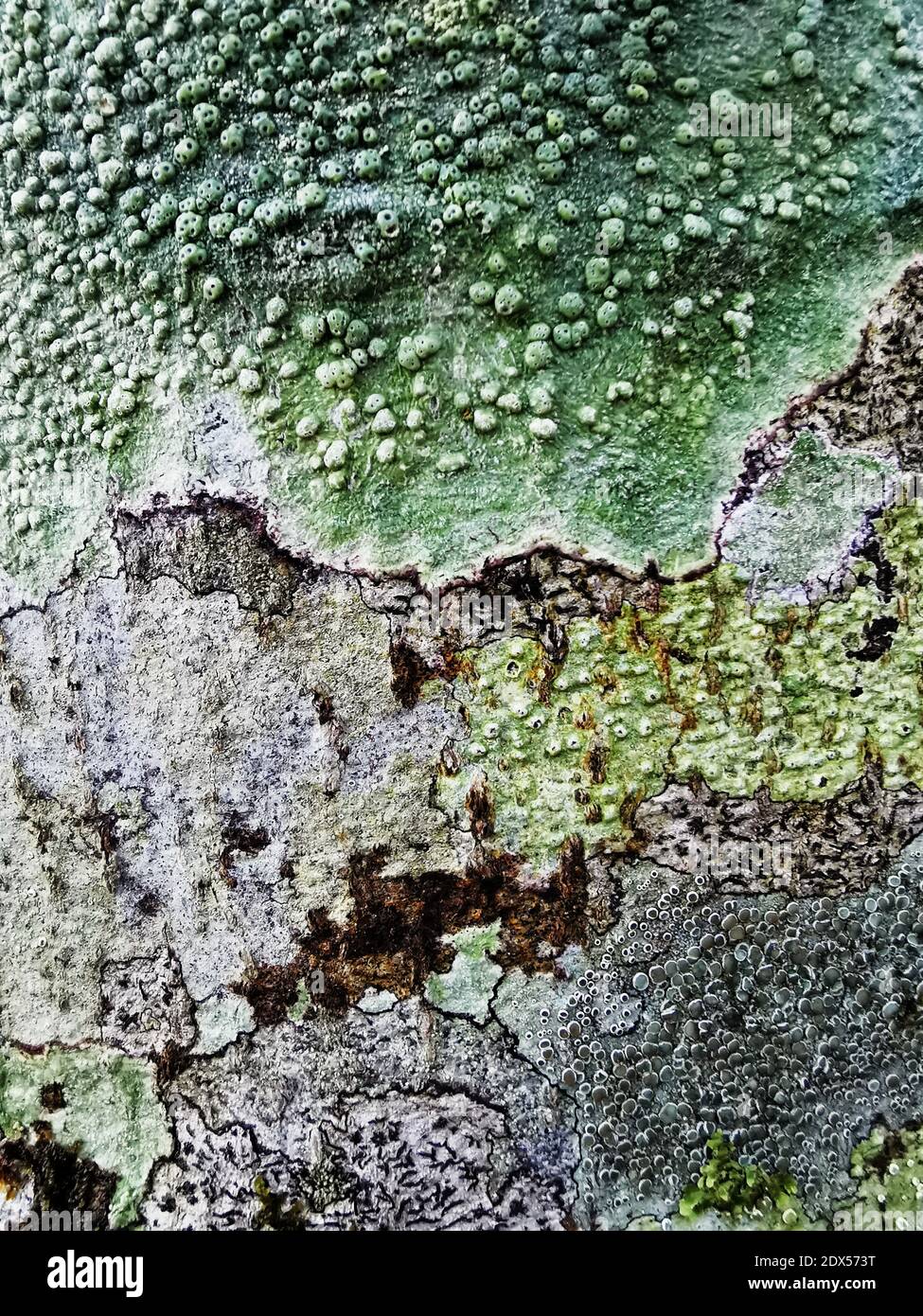 A closeup of Pertusaria - warty crustose lichens Stock Photo