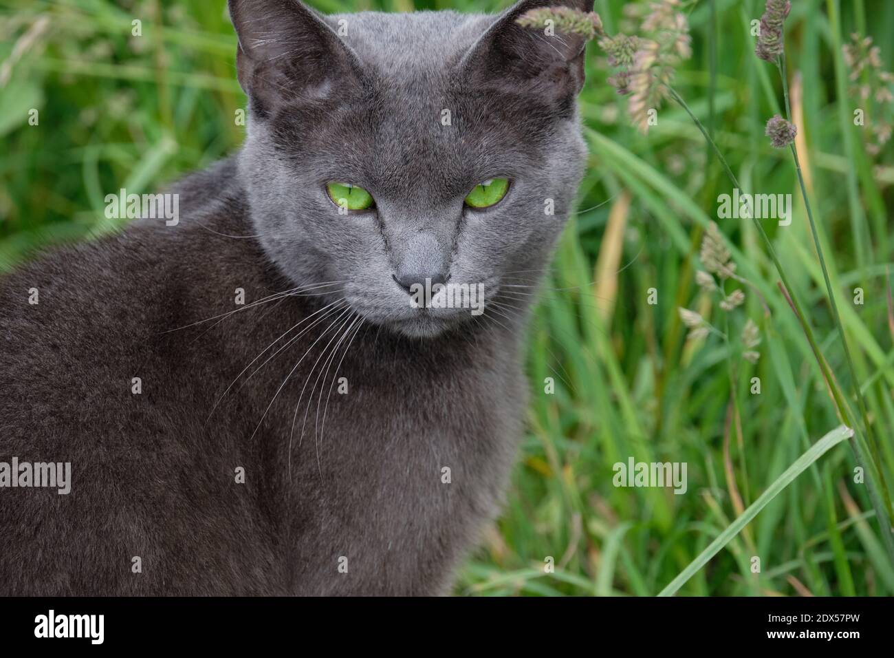 Grey cat green eyes hires stock photography and images Alamy