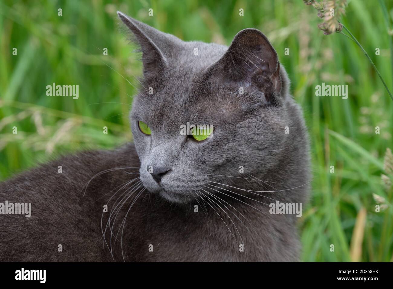 Portrait Of Grey Cat With Green Eyes In Meadow Stock Photo Alamy