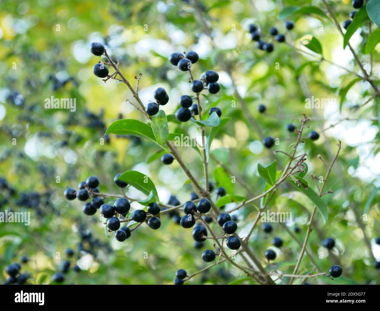 Olive berries tree hires stock photography and images Alamy