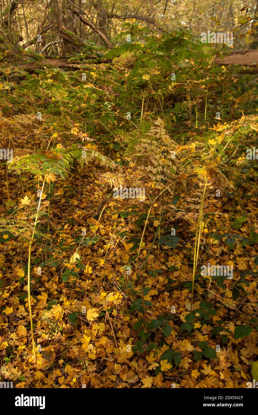 Fit Ferns in a woodland environment during autumn showing leaf fall and wider background Stock Photo