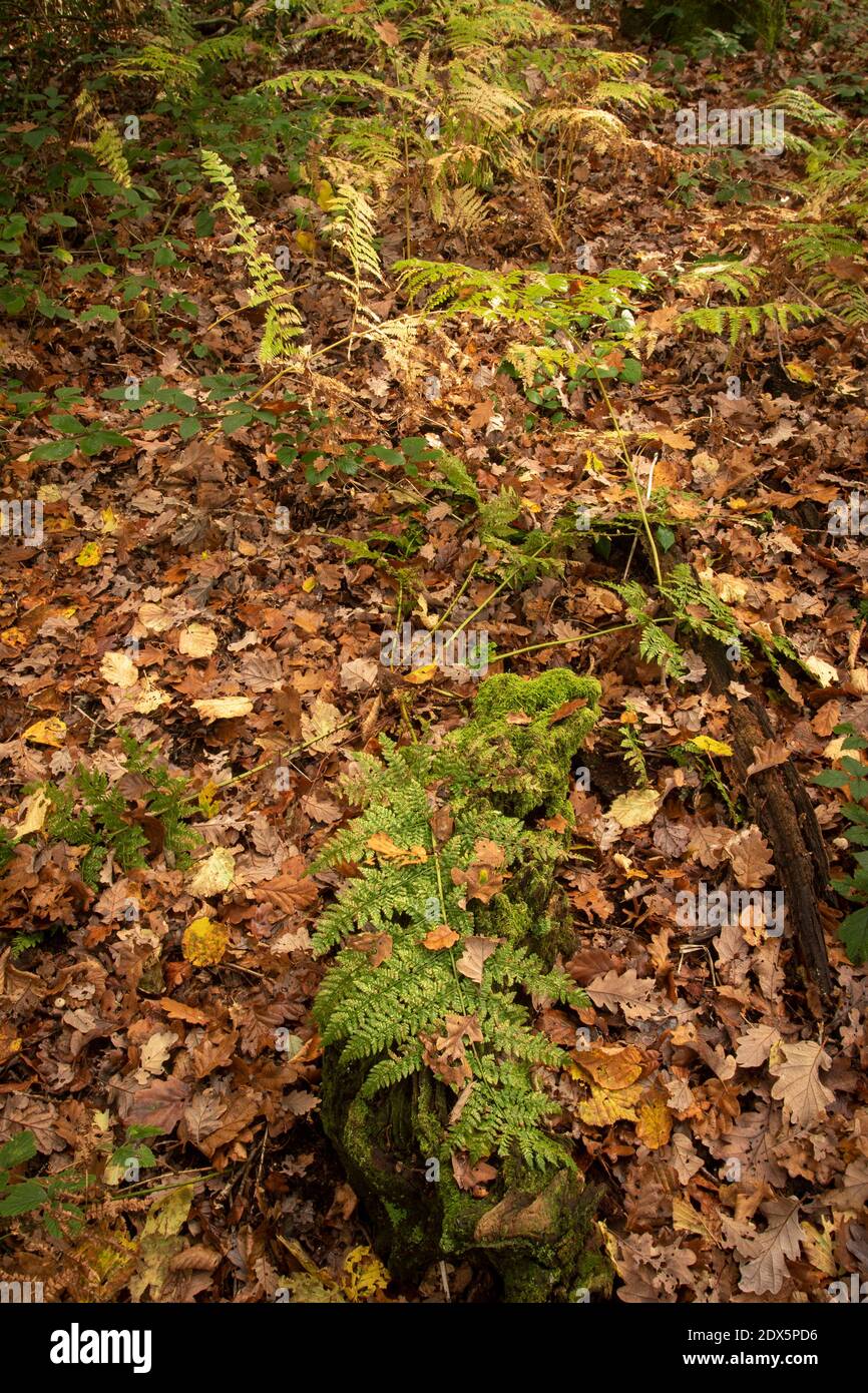 Fit Ferns in a woodland environment during autumn showing leaf fall and wider background Stock Photo