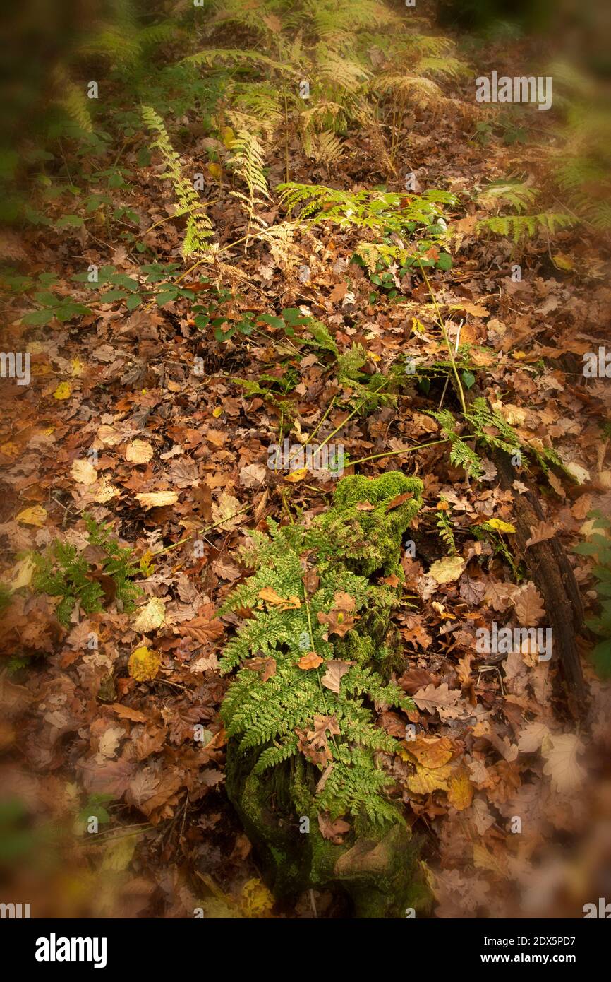 Fit Ferns in a woodland environment during autumn showing leaf fall and wider background Stock Photo