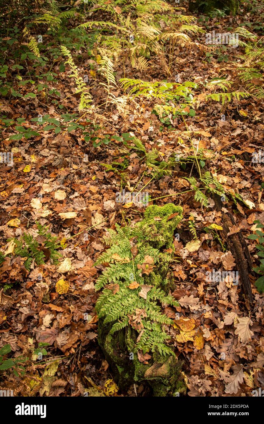Fit Ferns in a woodland environment during autumn showing leaf fall and wider background Stock Photo