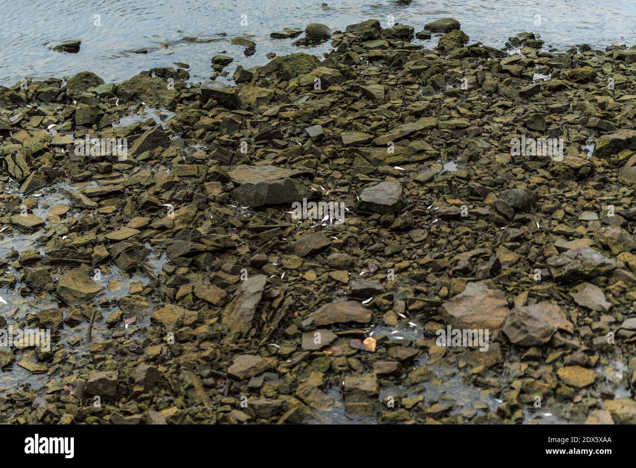 Small Fish Between The Rocks fish trapped between the rocks on the bank of the river after the water ...