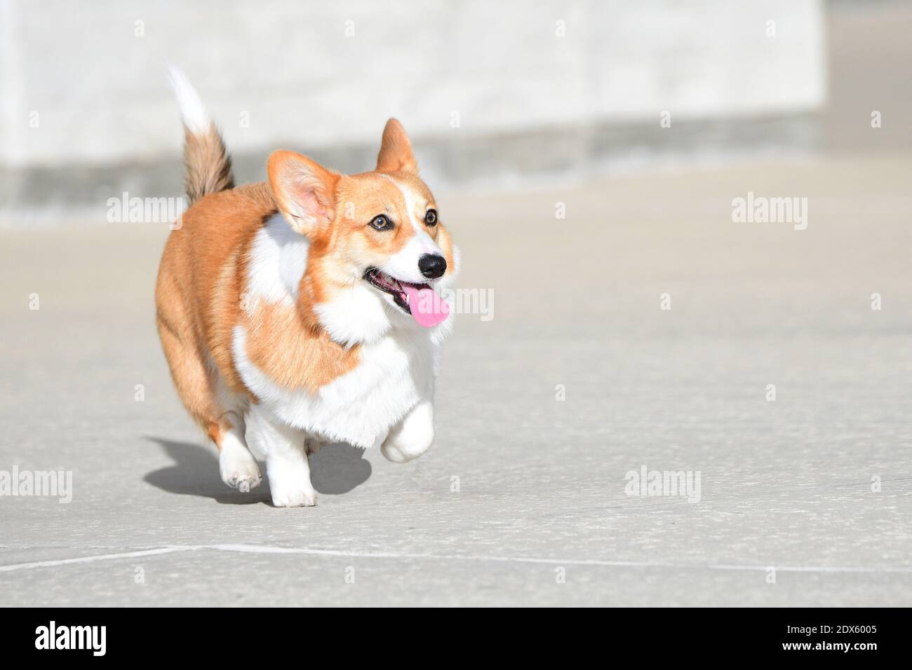 Young Welsh Corgi in the Sun Stock Photo