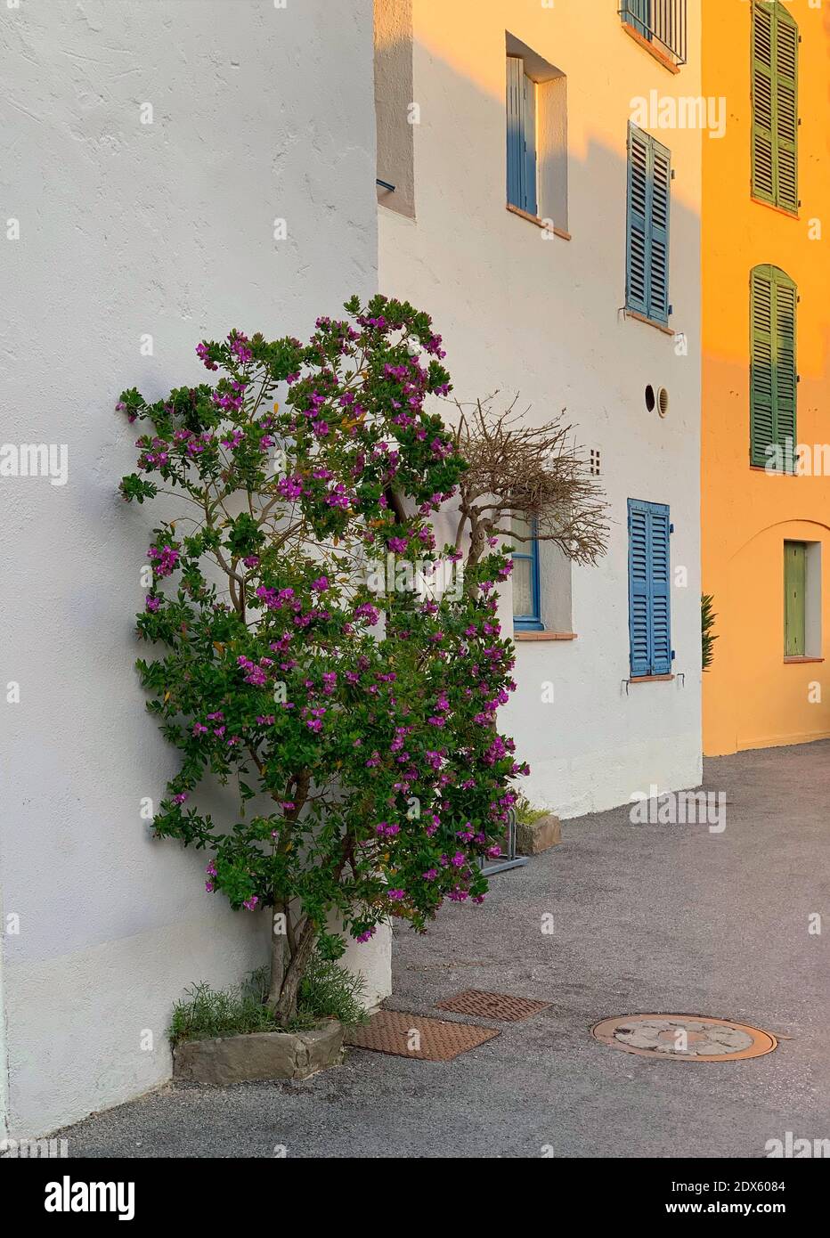 Flower Plant On Street By Building Stock Photo