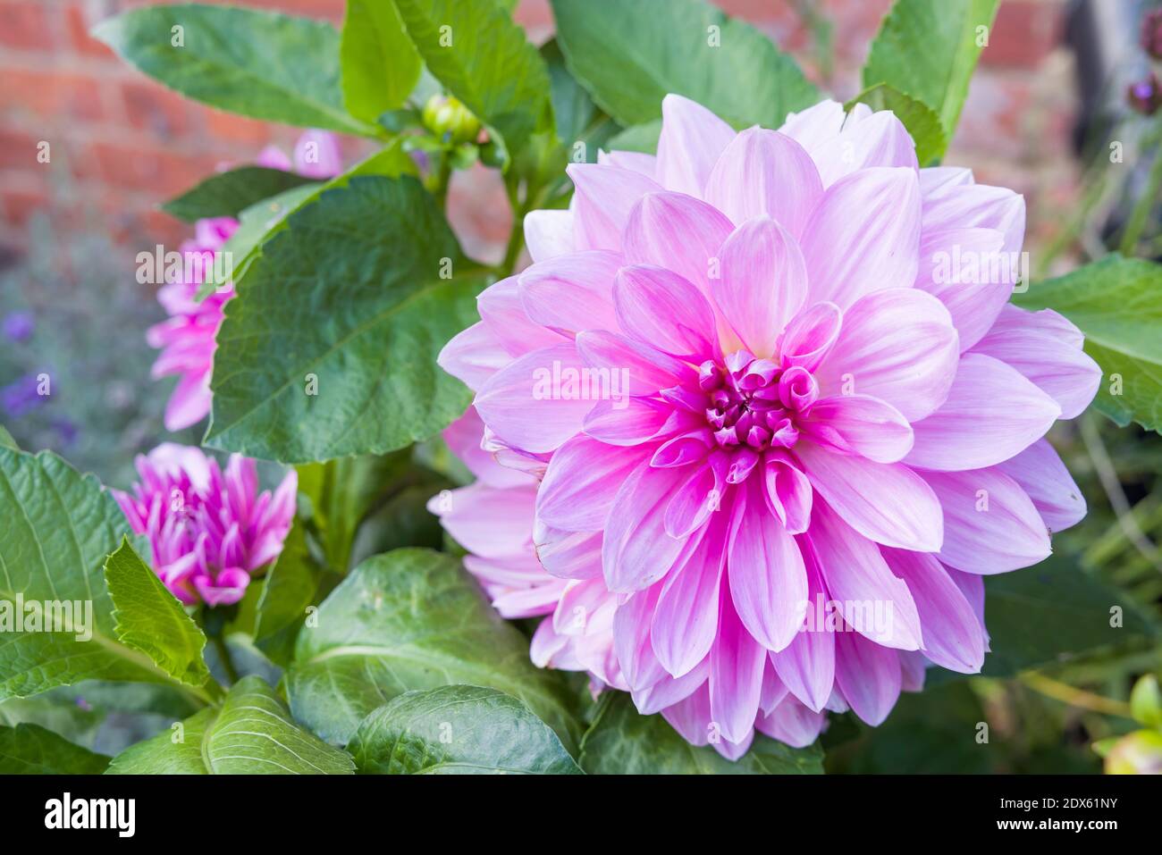 Dahlias growing in a garden, UK. Detail of flower and leaves of a dahlia bush Stock Photo