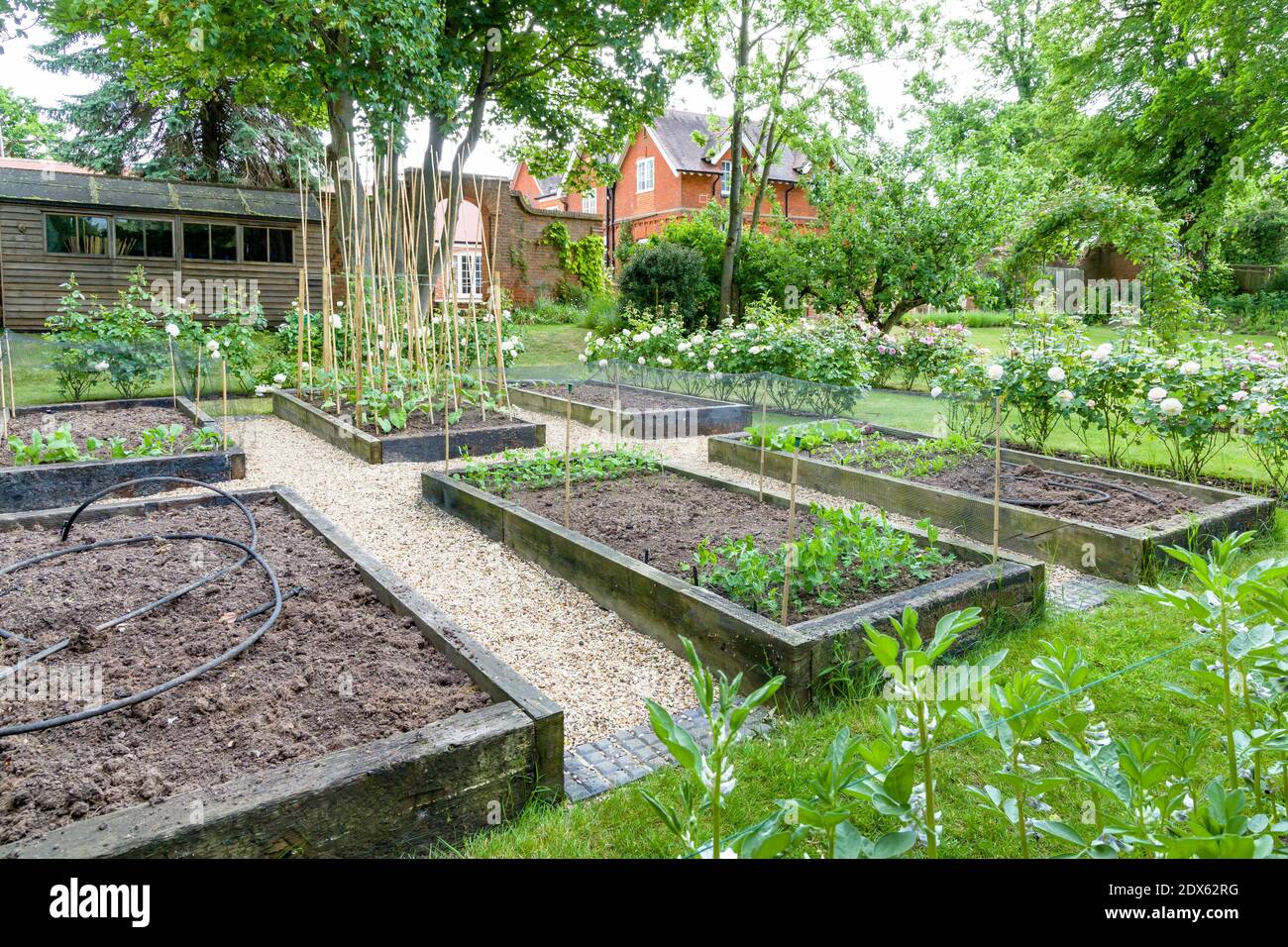 Vegetable garden, vegetables growing in raised beds in a large English garden. England, UK Stock Photo