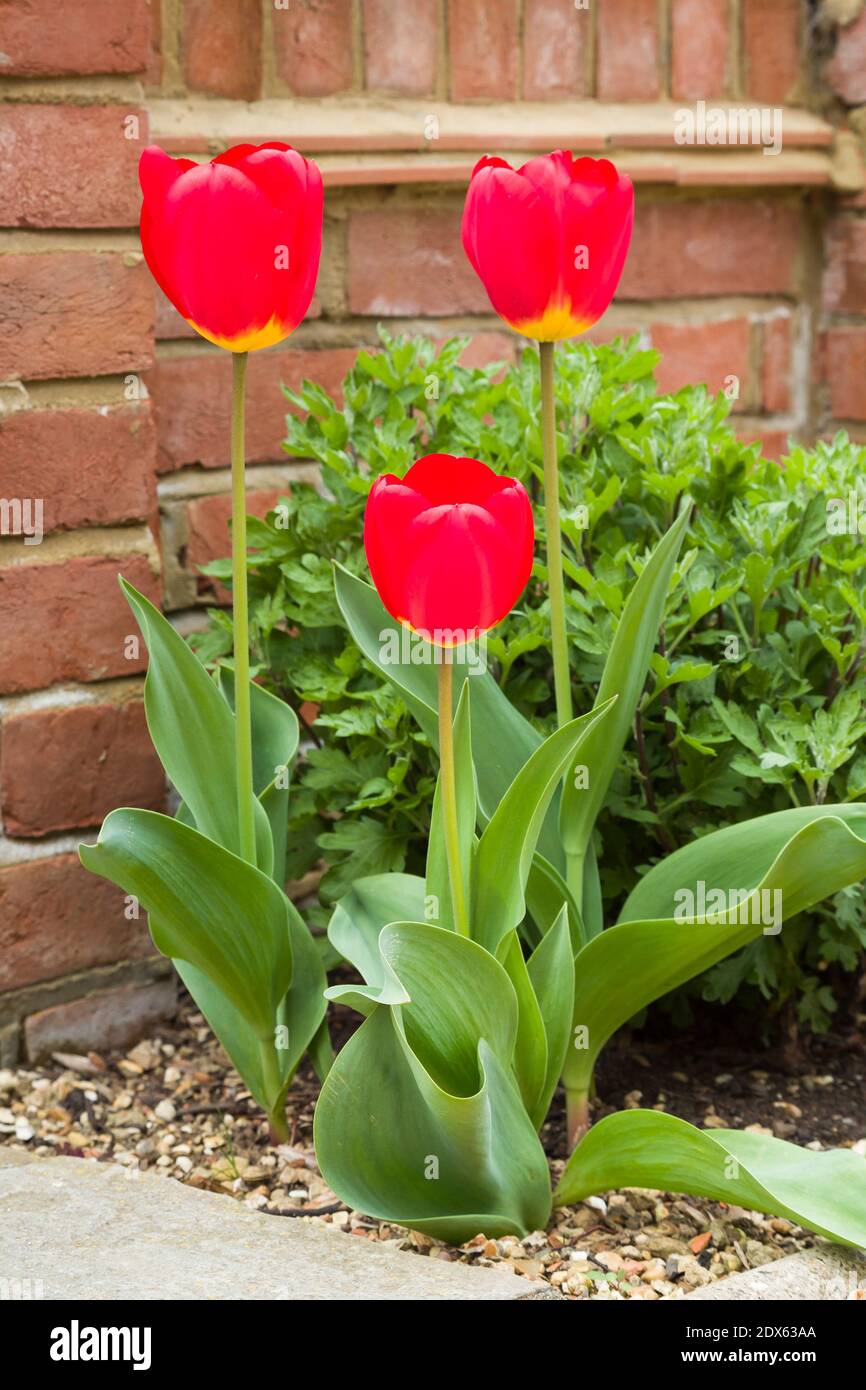 Red tulips growing in a garden flowerbed, red flowers close up, UK Stock Photo