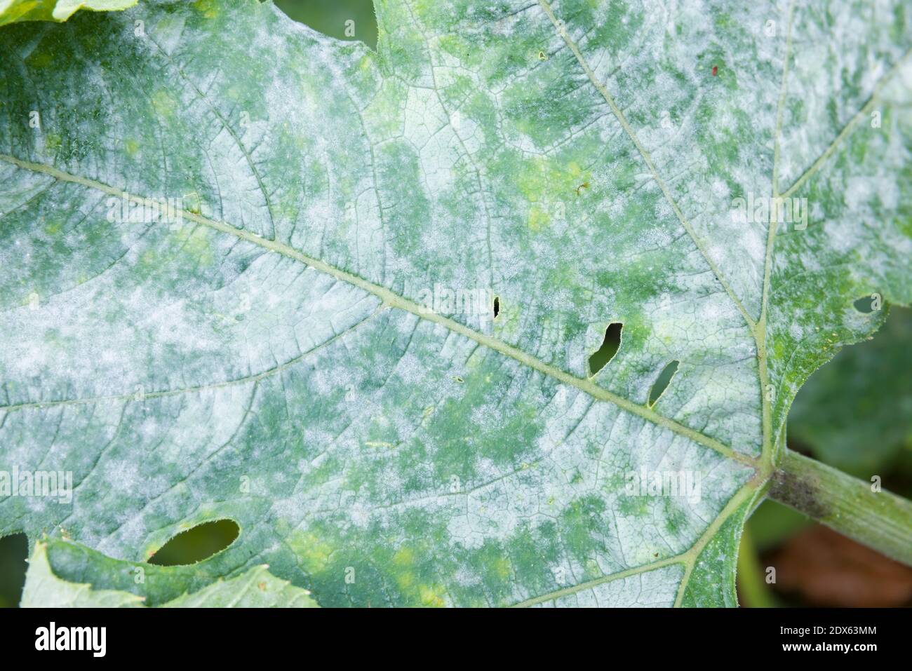Detail of powdery mildew growing on the leaf of a courgette plant in a UK garden Stock Photo