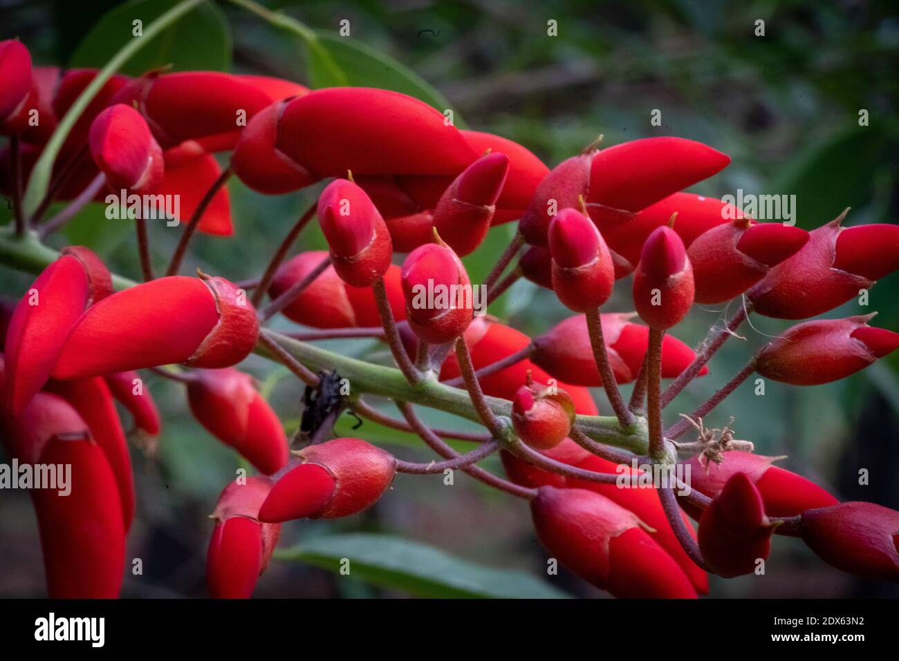 Ceibo Tree in Flower. National Flower of the Argentine Republic Stock Photo