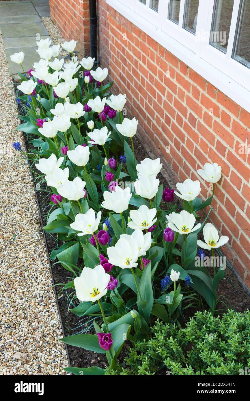 Tulips, white open tulip flowers, springtime flower garden, UK Stock Photo