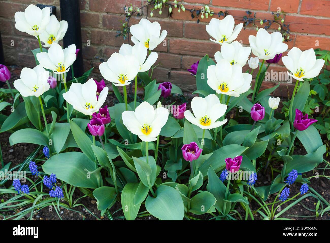 Spring bulb flowers in a border hires stock photography and images Alamy