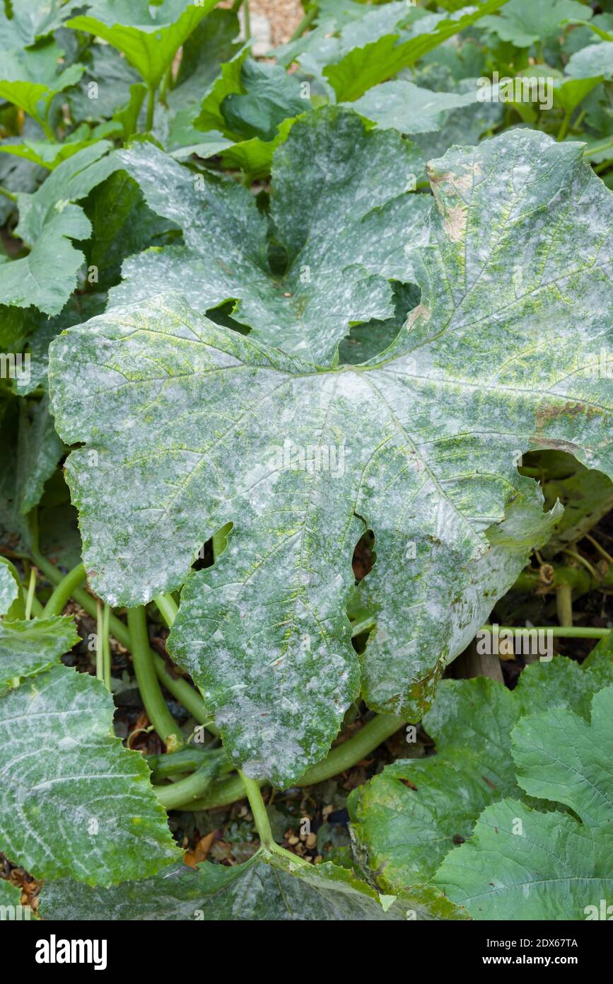 Powdery mildew growing on the leaves of a courgette (zucchini) plant in an English garden Stock Photo