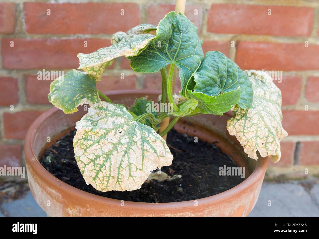 Mosaic virus on the leaves of a cucumber plant in a UK garden Stock Photo