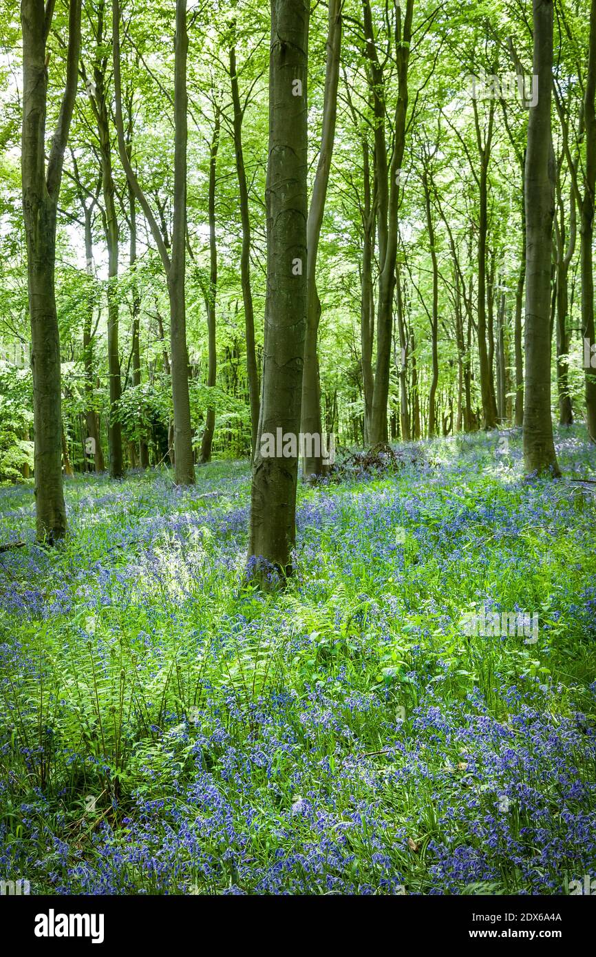 Common bluebells, Hyacinthoides non-scripta, in a forest floor in Stonor Park, Chiltern Hills, Buckinghamshire, UK Stock Photo