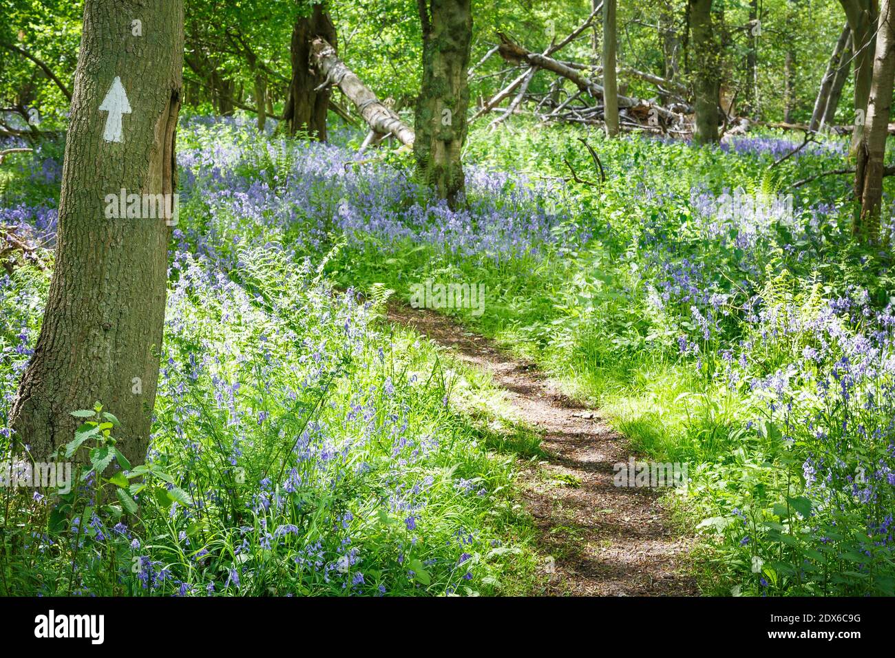 Forest walk through common bluebells, hyacinthoides non-scripta, in woodland in Stonor Park, Chiltern Hills, Buckinghamshire, UK Stock Photo